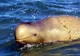 O specie de delfin recent descoperită "scuipă" peştii