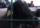 Comercianţii rămân cu marfa nevândută, deşi preţul cărnii de miel a scăzut