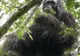 O populaţie foarte mare de urangutani a fost descoperită în Borneo