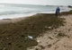 Delfin mort pe plaja de la 2 Mai