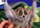 Clipul zilei - Cel mai fericit lemur din lume, pe urmele regelui Julien din Madagascar 