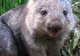 Tazmanienii fac hârtie din excremente de wombat