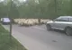Cu oile prin Sibiu