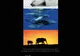 Earth, primul documentar despre natură de la Disney, a fost lansat de Ziua Pământului