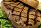 Consumul de carne friptă sau prăjită prea mult creşte riscul de cancer pancreatic