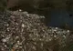 200 de metri cubi de peturi au blocat cursul Oltului, la ieşirea din Miercurea Ciuc