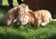 Trei pui de tigru siberian expuşi la Grădina Zoologică din Leipzig 