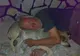 Cel mai bun prieten al unui om al străzii este un câine