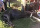 Pompierii prahoveni s-au chinuit mai bine de o oră să scoată un cal dintr-un canal adânc de doi metri plin cu apă