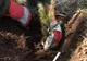 Peste 30 de iubitori ai motoarelor au plantat puieţi de brad