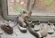 Ucraina a comemorat 23 de ani de la cel mai grav accident nuclear - ATENŢIE! IMAGINI ŞOCATE