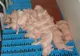 Alertă de virus: Autorităţile române iau măsuri de prevenire a gripei porcine