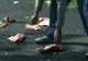 Un TIR care transporta slănină s-a izbit de un copac, la intrarea în Nădlac