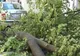 Un copac a fost doborât de vânt la Sibiu