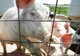 Producătorii de carne de porc cer schimbarea denumirii gripei porcine