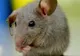 Un bătrân a fost muşcat de şoareci la un azil din Australia - VEZI VIDEO