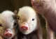 OMS verifică dacă noul virus al gripei porcine se propagă printre porci