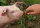 Românii vor primi acasă scrisori de informare asupra gripei porcine 
