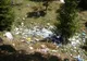 Gunoaie în masivul Bucegi