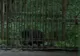 O ursoaică a omorât un mistreţ din Grădina Zoologică de la Tg. Mureş 