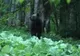 Vânătorii din Braşov fac recensământul animalelor sălbatice 