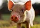 Unicul porc din Afganistan este în carantină din cauza gripei porcine