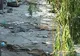 Braconaj pe Lacul Pantelimon: Zeci de peşti morţi au apărut pe maluri