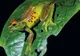 200 de specii noi de amfibieni au fost descoperite în Madagascar