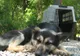 Campania "Adoptă un câine" a continuat în Parcul Kiseleff, în weekendul 9-10 mai