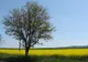 Culturi de rapiţă - imagini încântătoare