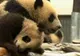 Nouă ursoaice panda au fost scoase de sub ruine după seism 
