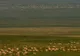 Cea mai mare turmă de gazele văzută vreodată, în Mongolia 