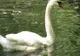 Lebede în parcul Cişmigiu