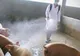 Durata Adunării mondiale a OMS va fi scurtată din cauza gripei porcine