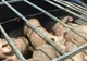 Un bărbat transporta 14 porci înghesuiţi în portbagajul unei maşini 