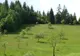 Un ieşean a tăiat ilegal sute de arbori în ultimele opt luni