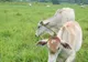 30% din banii pentru credite agricole vin din fonduri publice în 2009