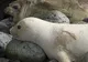 O focă-elefant albă, extrem de rară, a fost fotografiată de cercetători