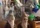 O artistă realizează sculpturi din sticle de plastic 