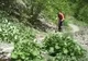 Principala atracţie din zona staţiunii Lepşa este Rezervaţia Naturală Cheile Tişiţei 