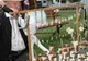 Târg naţional de creatori populari la Cluj-Napoca