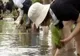 Locuitorii din Tokyo iau lecţii de agricutură