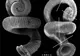 Top 10 specii descoperite în 2008: Bacteria din fixativul de păr şi cafeaua fără cafeină - GALERIE FOTO