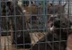 Asociaţiile pentru protecţia animalelor au pichetat Parlamentul