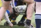 Rugby - Dinamoviştii suspendaţi după meciul cu Farul au primit drept de joc pentru derby-ul cu Steaua