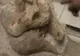 O echipă de muncitori a descoperit scheletul fosilizat al unui leneş 