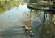 Un lac din Parcul Lia Manoliu s-a transformat într-o mlaştină 
