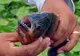 Un pescar rus a prins un peşte tropical piranha într-un râu din Siberia