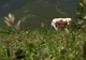 Maramureşul, un loc dincolo de timp, în care moroşenii păstrează tradiţiile şi obiceiurile de odinioară
