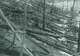 Un OZN s-a ciocnit intenţionat cu un meteorit pentru a salva Pământul, potrivit Tunguska Spatial Phenomenon Foundation